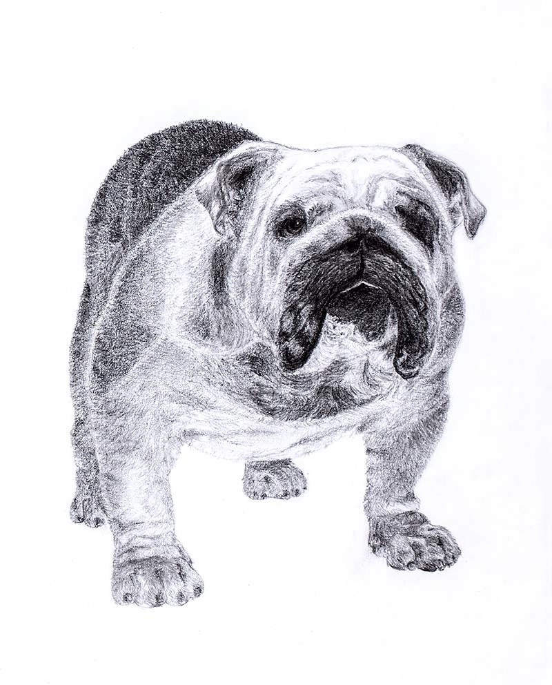 Pencil drawing dog